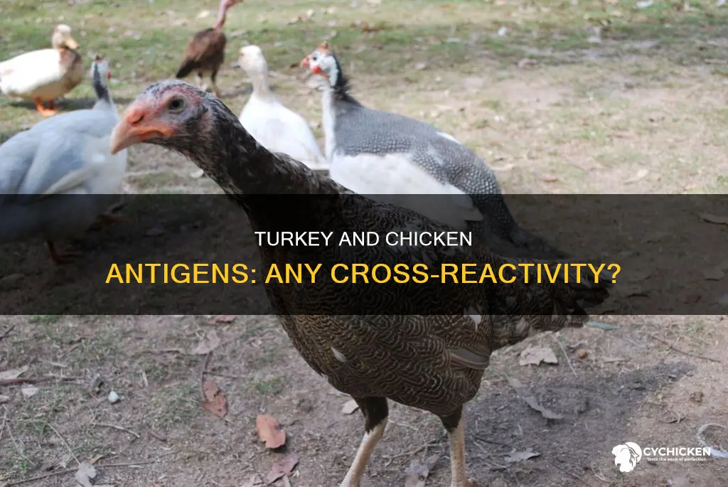 is there cross reactivity between chicken and turkey antigens