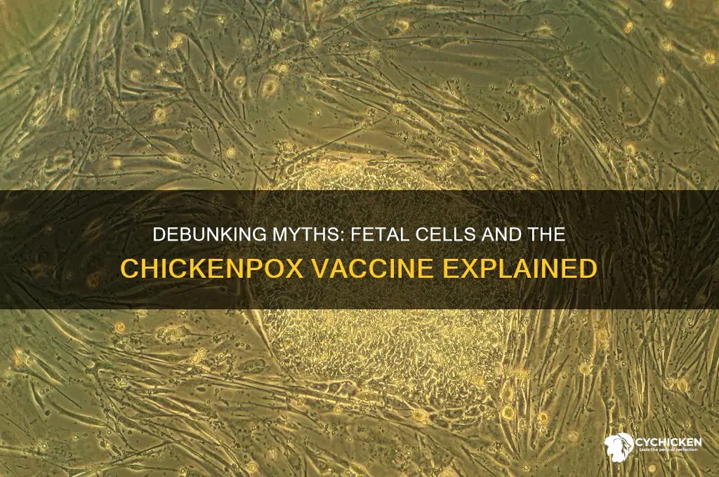 is there fetus in chicken pix vaccine