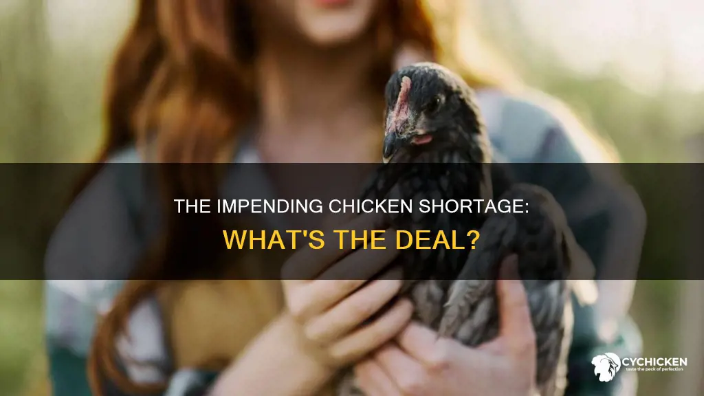 is there going to be a shortage of chicken