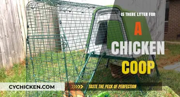 Sustainable Coop Cleaning: Alternatives to Traditional Chicken Litter