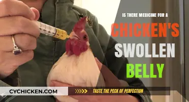 Effective Treatments for a Chicken's Swollen Abdomen