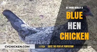 Blue Hen Chicken: Myth or Reality? Uncovering the Truth
