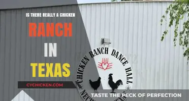 Exploring the Truth: Is There a Real Chicken Ranch in Texas?