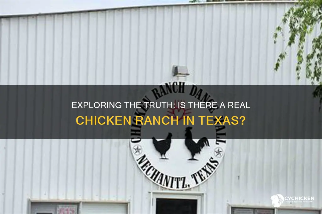 is there really a chicken ranch in texas