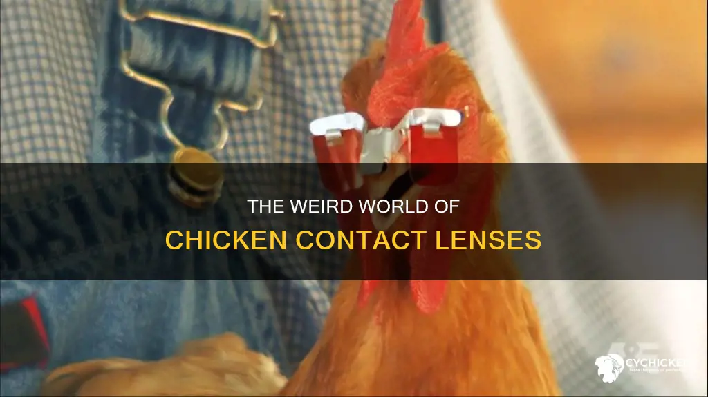 is there really a company making chicken contact lenses