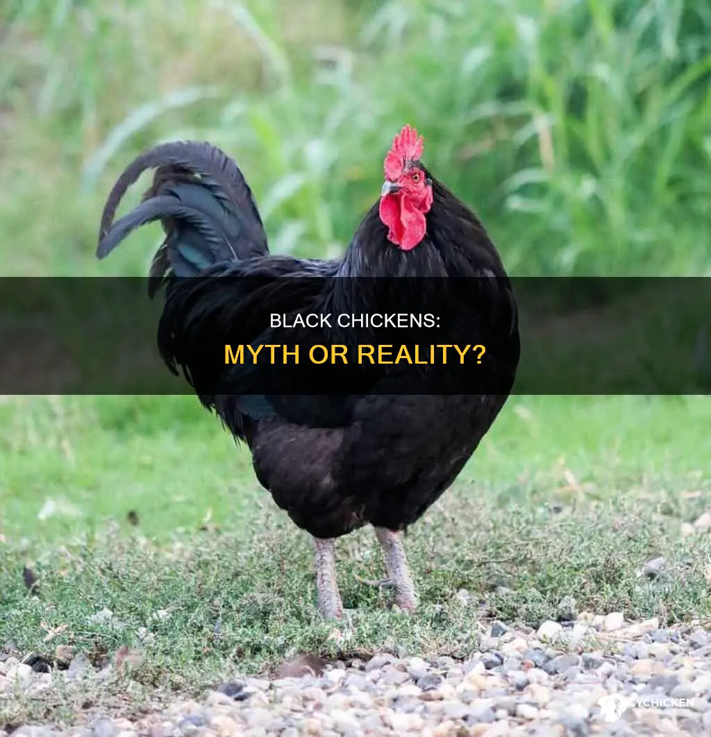 is there such a thing as a black chicken