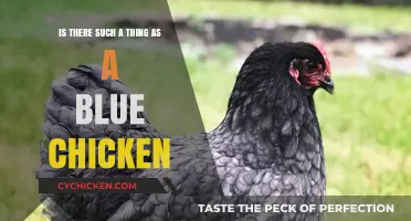 The Mystery of Blue Chickens: Fact or Fiction?