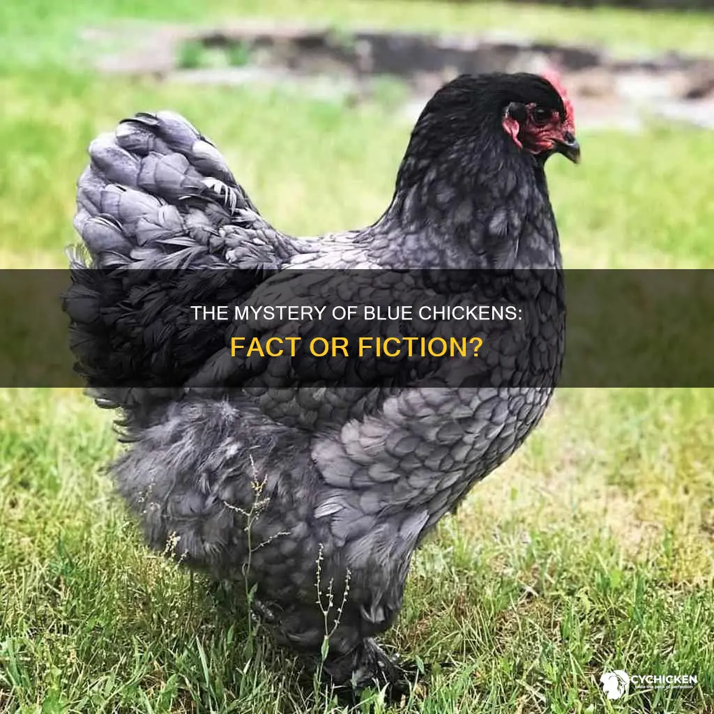 is there such a thing as a blue chicken