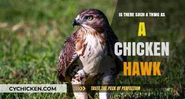 Chicken Hawks: Do Bird of Prey Species Target Chickens?