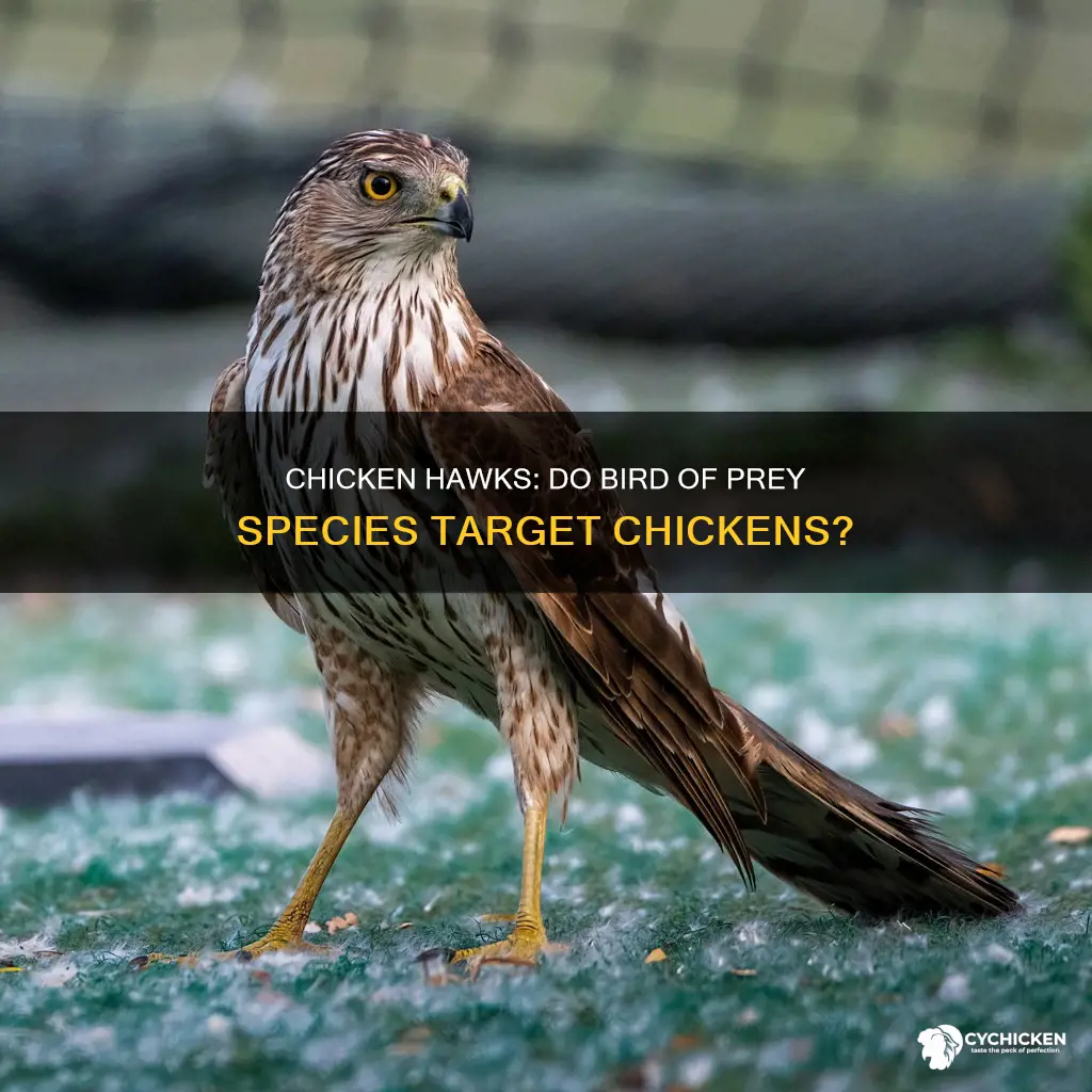 is there such a thing as a chicken hawk