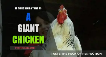 The Mystery of Giant Chickens: Myth or Reality?