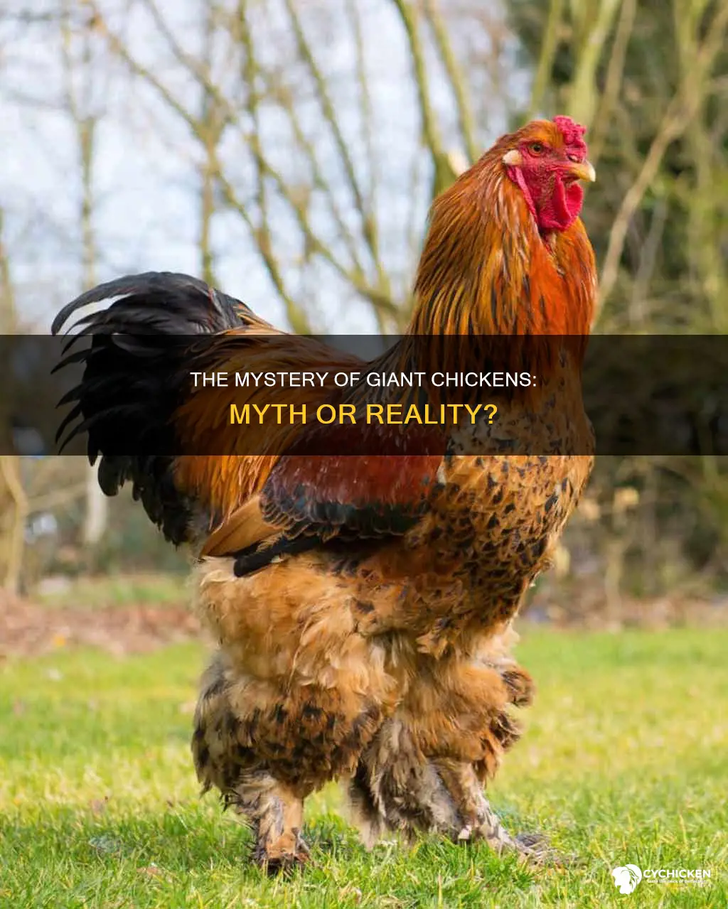 is there such a thing as a giant chicken