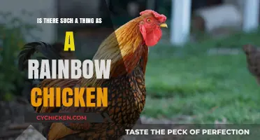 Unveiling the Myth of Rainbow Chickens