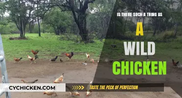 The Origin of Wild Chickens: Myth or Reality?