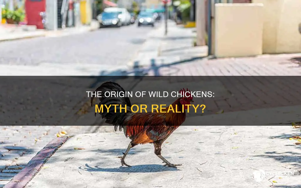 is there such a thing as a wild chicken