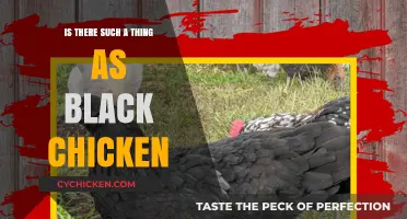 Unveiling the Mystery: Do Black Chickens Really Exist?