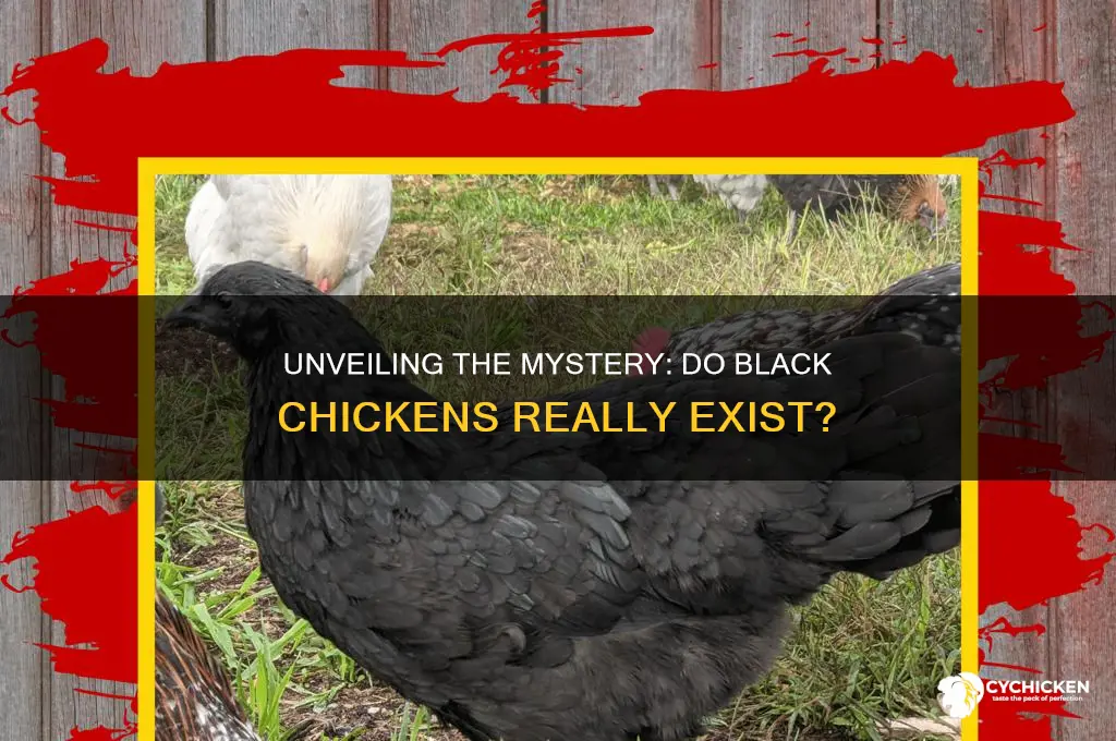is there such a thing as black chicken