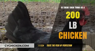 Giant Chicken Myth: 200-Pound Birds Don't Exist