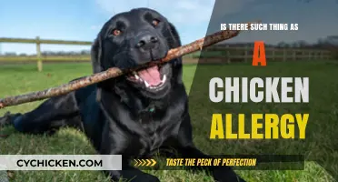 Unraveling the Truth: Can You Be Allergic to Chicken?