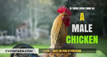 Do Male Chickens Exist? Unraveling the Rooster Myth
