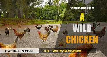 Exploring the Origins: Are Wild Chickens Real or Myth?
