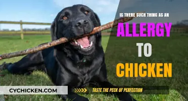Chicken Allergy: Fact or Fiction?