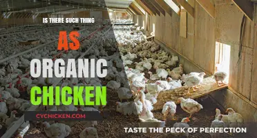 Organic Chicken: Myth or Reality? Uncovering the Truth Behind the Label