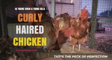 Curly-Haired Chickens: Myth or Reality?
