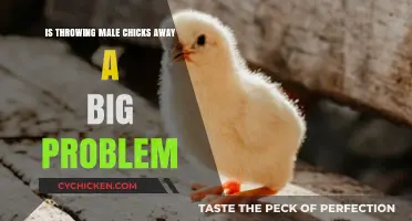 The Ethical Dilemma of Discarding Male Chicks: A Critical Issue