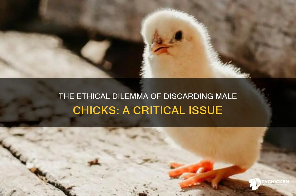 is throwing male chicks away a big problem