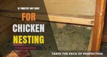 Is Timothy Hay Safe for Chicken Nesting? Expert Insights