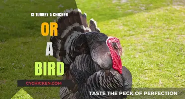 Turkey: A Bird, Not a Chicken – Unraveling the Poultry Puzzle