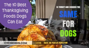 Turkey vs. Chicken: Which Protein is Better for Your Dog?