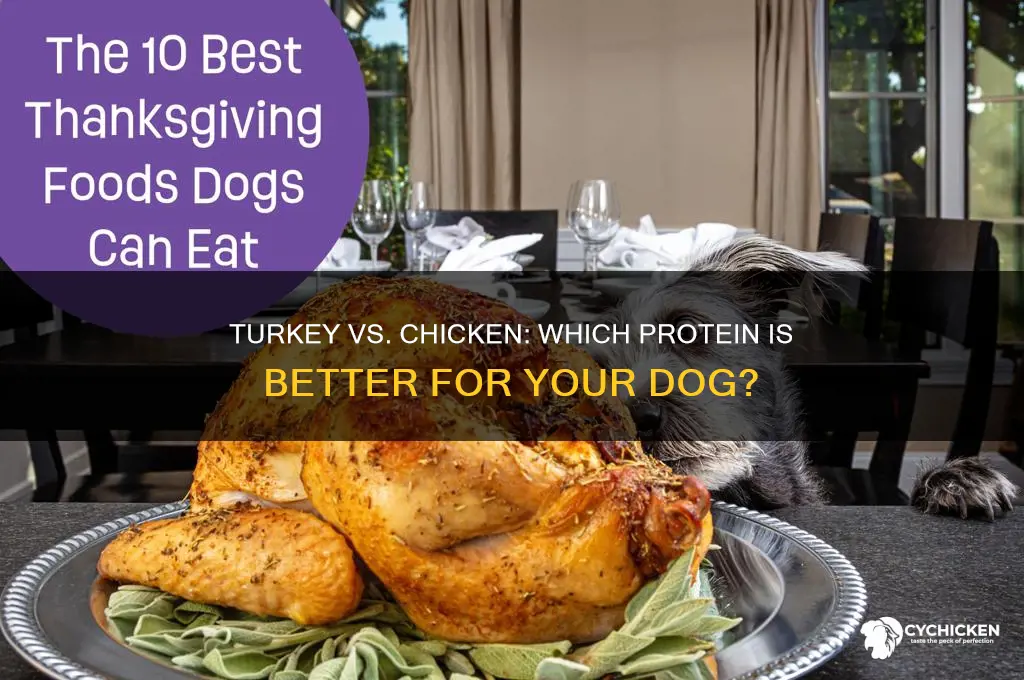 is turkey and chicken the same for dogs