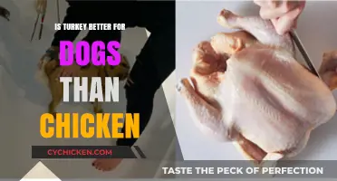 Turkey vs. Chicken: Which Protein is Better for Your Dog?