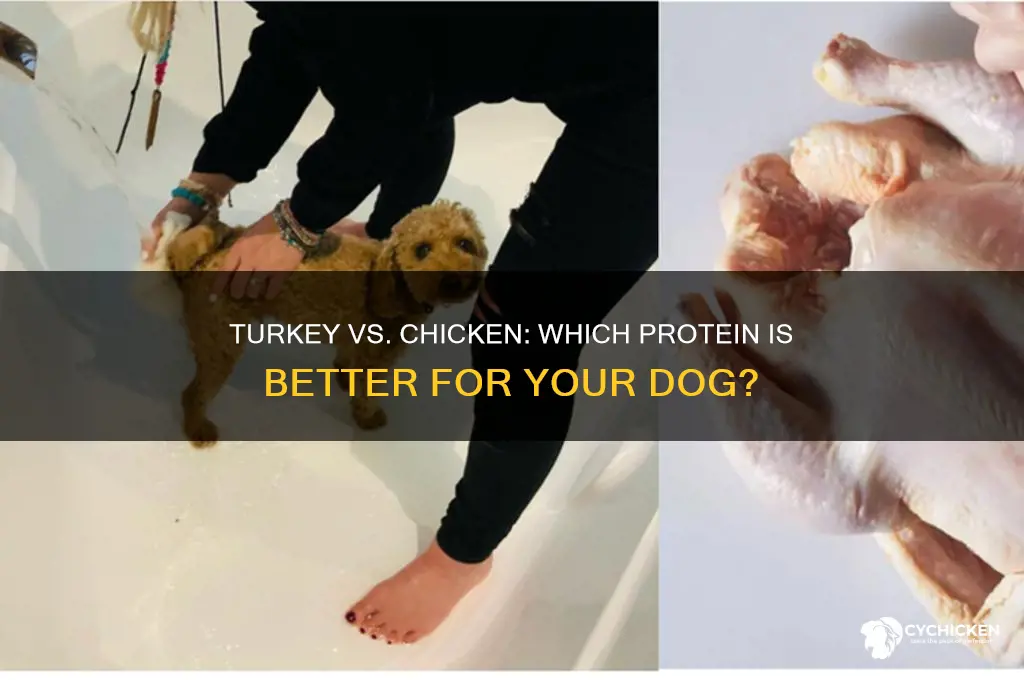 is turkey better for dogs than chicken