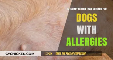 Turkey vs. Chicken: Better for Dogs with Allergies?