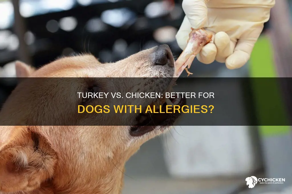 is turkey better than chicken for dogs with allergies