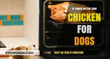 Turkey vs. Chicken: Which Protein is Best for Your Dog?