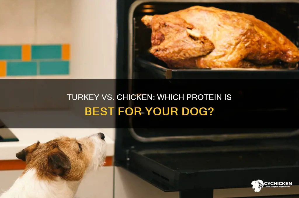 is turkey better than chicken for dogs