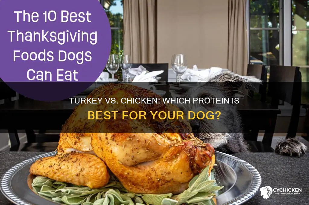 is turkey better than chicken for my dog