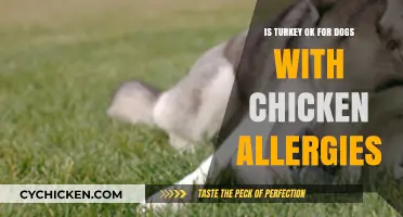 Turkey as a Safe Alternative for Dogs with Chicken Allergies?