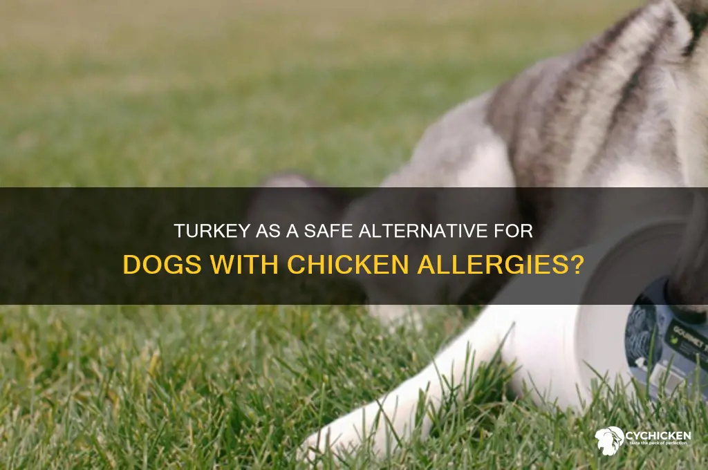 is turkey ok for dogs with chicken allergies