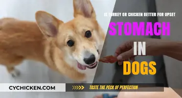 Turkey vs. Chicken: Which Meat Soothes Dogs' Upset Stomachs?