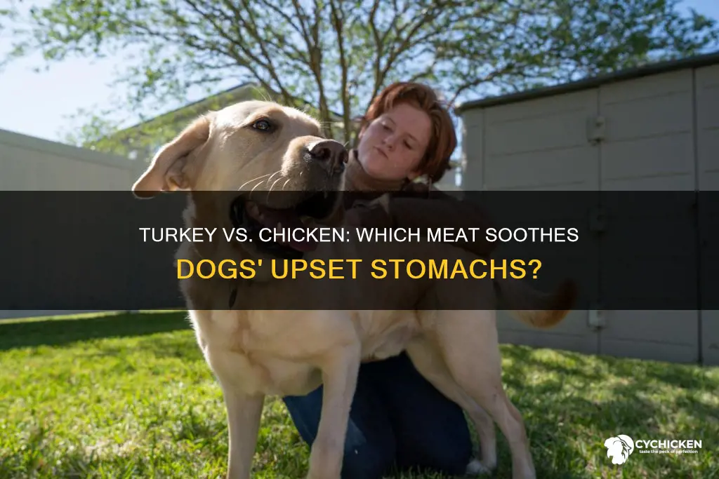 is turkey or chicken better for upset stomach in dogs