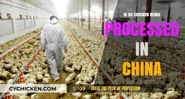 Is US Chicken Processed in China? Uncovering the Supply Chain Truth