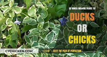 Is Vinca Major Safe for Ducks and Chicks? Toxicity Explained