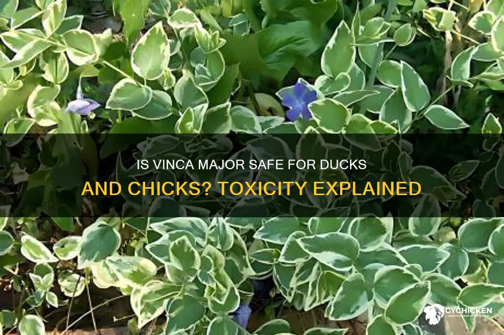 is vinca major toxic to ducks or chicks
