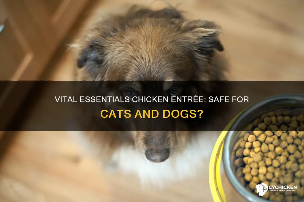 is vital essentials chicken entree same for cats and dogs