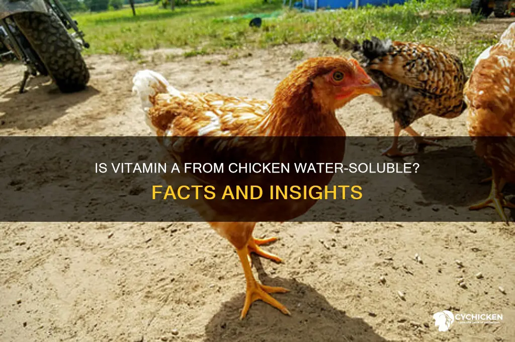 is vitamin a fron chicken water soluble